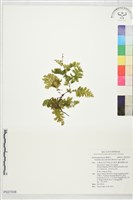 藏品(瓶蕨)的圖片