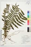 藏品(長葉腎蕨)的圖片