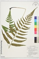 藏品(深山雙蓋蕨)的圖片