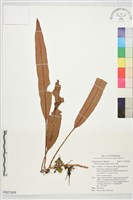 藏品(石葦)的圖片