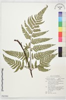 藏品(落鱗鱗毛蕨)的圖片