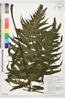 藏品(廣葉鋸齒雙蓋蕨)的圖片