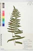 藏品(虎克氏鱗蓋蕨)的圖片