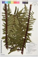 藏品(鬼桫欏)的圖片