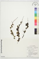 藏品(抱樹蕨、伏石蕨)的圖片