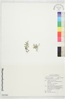 藏品(烏蕨)的圖片