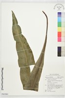 藏品(東洋山蘇花)的圖片