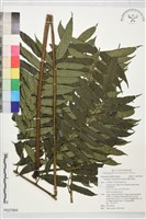 藏品(觀音座蓮)的圖片