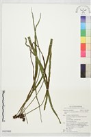 藏品(垂葉書帶蕨)的圖片