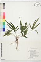 藏品(二形鳳尾蕨)的圖片
