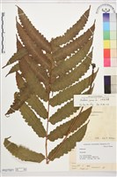 藏品(日本狗脊蕨)的圖片