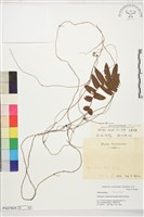 藏品(長葉腎蕨)的圖片