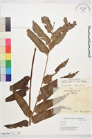 藏品(長葉腎蕨)的圖片