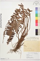 藏品(毛葉腎蕨)的圖片