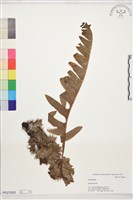 藏品(槲蕨)的圖片