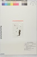藏品()的圖片