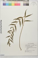 藏品(蘭嶼鐵角蕨)的圖片