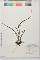 藏品(垂葉書帶蕨)的圖片