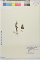藏品(厚壁蕨)的圖片