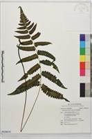 藏品(深山雙蓋蕨)的圖片