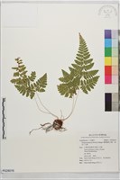 藏品(薄葉擬肋毛蕨、南洋三叉蕨)的圖片