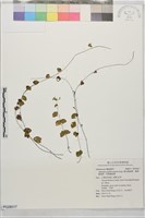 藏品(團羽鐵線蕨、團葉鐵線蕨、對葉鐵線蕨)的圖片