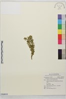 藏品(柳杉葉蔓石松)的圖片