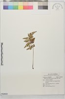 藏品(闊片烏蕨)的圖片