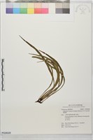 藏品(姬書帶蕨)的圖片