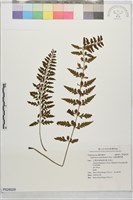藏品(大蓬萊鐵角蕨)的圖片
