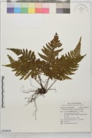藏品(愛德氏肋毛蕨)的圖片