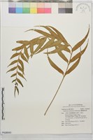藏品(蘭嶼鐵角蕨)的圖片
