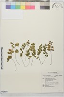 藏品(鐵線蕨)的圖片