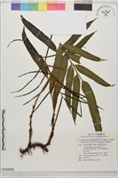 藏品(羅蔓藤蕨)的圖片