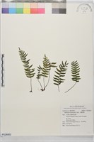 藏品(小鐵角蕨)的圖片