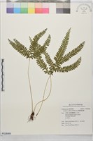 藏品(網脈鱗始蕨)的圖片
