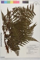藏品(肋毛蕨)的圖片