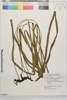 藏品(垂葉書帶蕨)的圖片