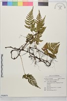 藏品(鱗葉陰石蕨)的圖片