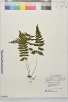 藏品(東洋蹄蓋蕨、假蹄蓋蕨)的圖片