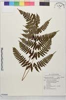 藏品(寬羽鱗毛蕨)的圖片