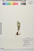 藏品(長柄千層塔)的圖片