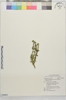 藏品(涼山石杉)的圖片