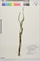 藏品(莎草蕨)的圖片