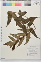 藏品(全緣貫眾蕨)的圖片