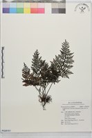 藏品(線片長筒蕨)的圖片