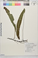藏品(單葉雙蓋蕨)的圖片