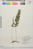 藏品(單邊鐵角蕨)的圖片