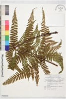 藏品(臺灣鱗毛蕨)的圖片