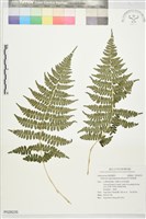 藏品(對生蹄蓋蕨)的圖片